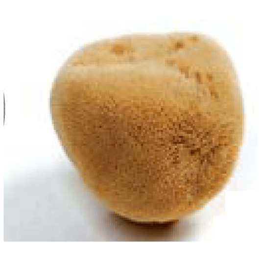 Natural Sea Sponges Unbleached - Anjelstore 